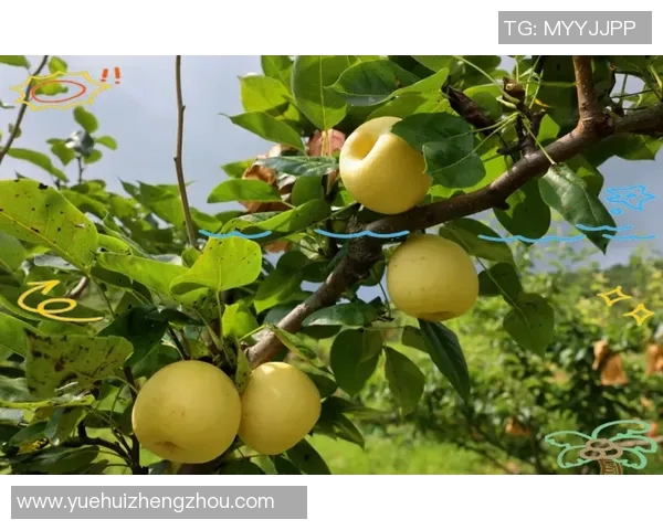 果园生态与可持续发展：探索现代果园管理与环境保护的融合路径